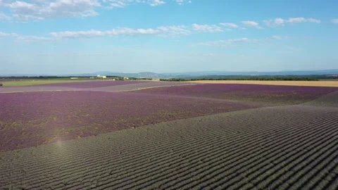 Drone flight over lavender fields in Valensole Provence Stock Footage 255658369