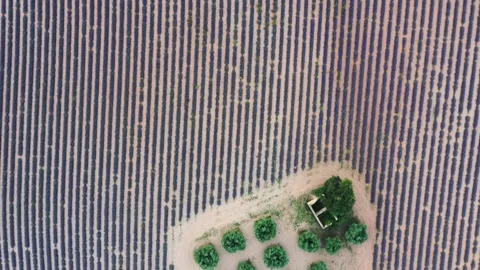 Drone flight over lavender fields in Valensole Provence Stock Footage 255658373