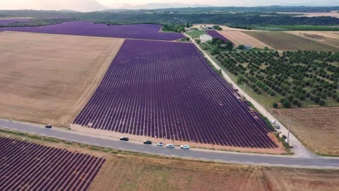 Drone flight over lavender fields in Valensole Provence Stock Footage 255658378