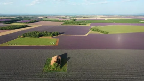 Drone flight over lavender fields in Valensole Provence Stock Footage 255658381