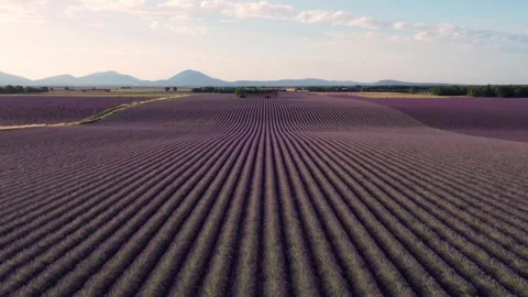 Drone flight over lavender fields in Valensole Provence Stock Footage 255658382