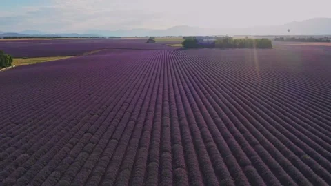 Drone flight over lavender fields in Valensole Provence Stock Footage 255658383