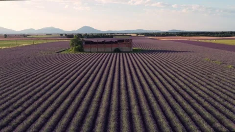 Drone flight over lavender fields in Valensole Provence Stock Footage 255658387