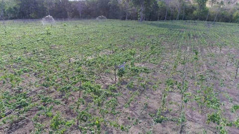 Drone flight over a Loroco flower farming in Central America 01 Stock Footage 101300052