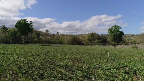 Drone flight over a Loroco flower farming in Central America 02 Stock Footage 101304751