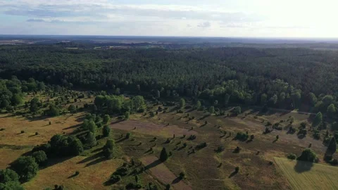 Drone flight over Lueneburg Heath , Germany Vidéo 136150971