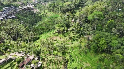Drone Flight Over Lush Bali Rice Terraces With Smooth Bird’s-Eye Transition Stock Footage 321133415