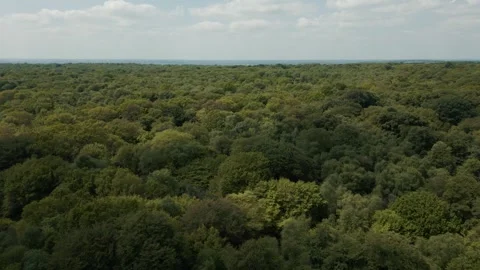 Drone flight over lush canopy of trees blue skies and white clouds Stock Footage 296818775