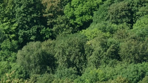 Drone flight over lush forest canopy Stock Footage 332839424