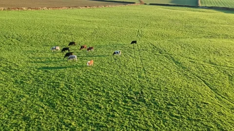 Drone flight over a lush green meadow where cows graze.On the horizon, the ocean Stock Footage 163035645