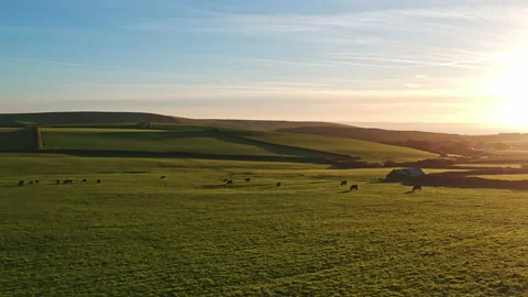 Drone flight over a lush green meadow where cows graze.On the horizon is the Stock Footage 163035815