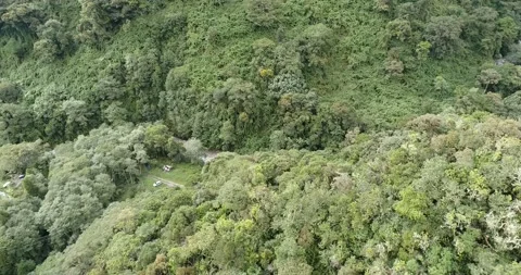 Drone flight over lush green vegetation and river Stock Footage 233167239