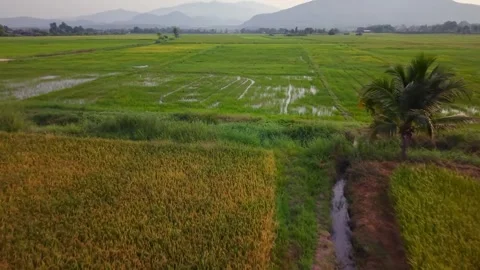 Drone flight over lush green rice paddy fields toward mountains 스톡 동영상 333611798