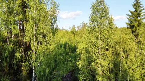 Drone Flight Over Lush Green Summer Forest and Lake at Brattfallet, Sweden Stock Footage 340921651