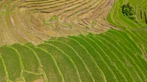 Drone Flight Over the Lush Green Cadapdapan Rice Terraces, Bohol Video stock 344584564