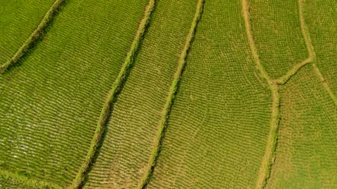 Drone Flight Over the Lush Green Cadapdapan Rice Terraces, Bohol Video stock 344584596