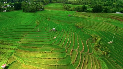 Drone Flight Over the Lush Green Cadapdapan Rice Terraces, Bohol Video stock 344584930