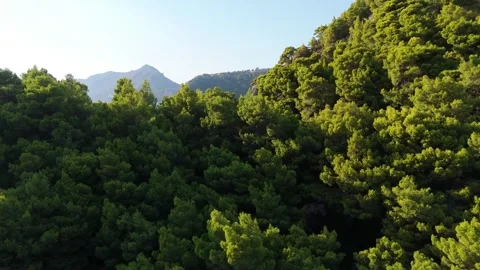 Drone Flight Over Lush Pine Forest with Distant Coastal Mountains and Blue Sea Stock Footage 315073692
