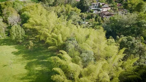 Drone flight over lush treetops with bamboo groves and hillside homes Stock Footage 316791526