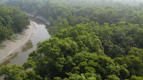 Drone Flight Over Mangrove Forest Following Curving River in the Sundarbans Video stock 327644085