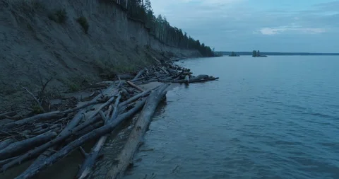 Drone Flight over Many Drowned Trees. Collapse of High Coast of Sea. Erosion Stock Footage 164637517
