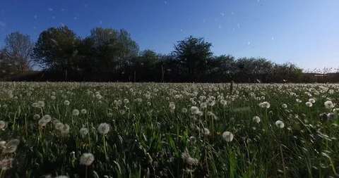 Drone flight over a meadow full of blowballs Stock Footage 130016049