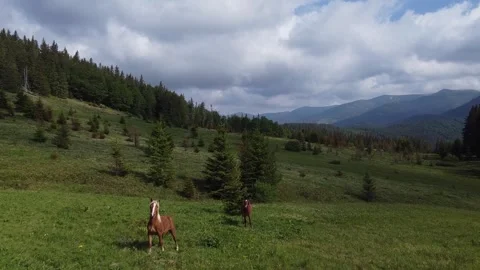 Drone flight over mountain meadow with horses in Carpathians Stock Footage 337048757