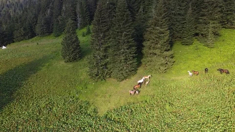 Drone Flight Over Mountain Pasture with Horses and Evergreen Forest Stock Footage 339660299