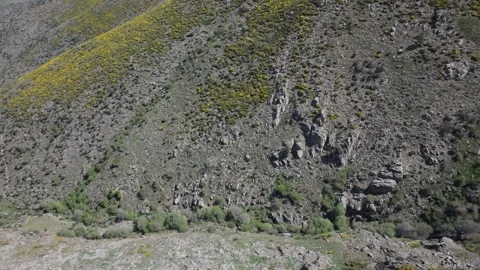 Drone flight over a mountain slope full of yellow flowers 스톡 동영상 277207722