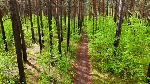 A drone flight over a narrow path through a pine forest Stock Footage 346109906
