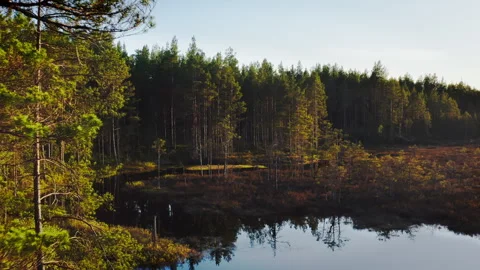 Drone flight over a natural marsh pond at sunset Swamp landscape with small lake Stock Footage 276529646