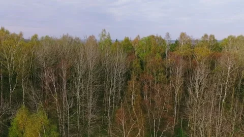 Drone Flight Over Nida Bog Rucava Parish in Autumn Colors Stock Footage 330901924
