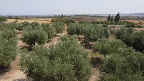 Drone flight over an olive field Stock Footage 304582815