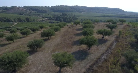 Drone flight over olive fields Stock Footage 93390341