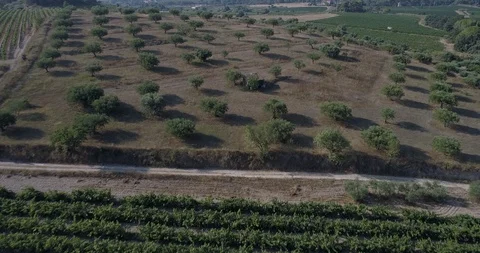 Drone flight over olive fields Stock-Footage 93390355
