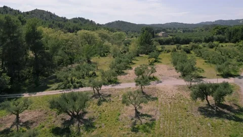 Drone flight over an olive grove Stock Footage 238026173