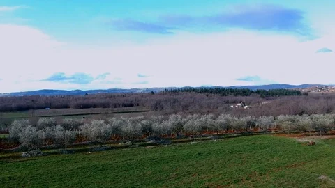 Drone flight over olive trees Stock Footage 88205253