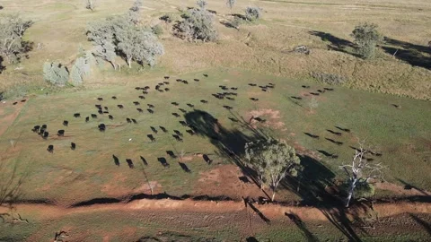 Drone Flight Over Paddock as Cows Gallop Across Red Dirt and Lush Green Grass 스톡 동영상 304851325