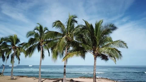 Drone Flight Over Palm Trees to Reveal Surfers Stock Footage