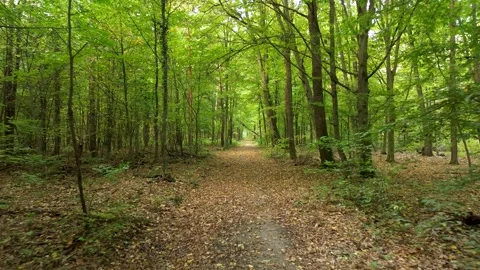 Drone flight over path in autumnal green forest Video stock 318643799