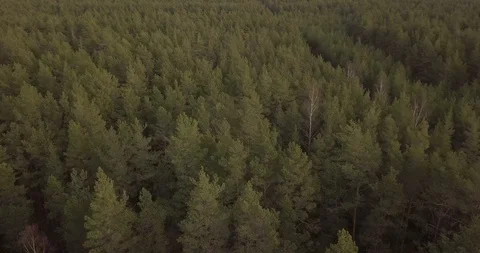 Drone flight over pine forest to Baltic sea beach Stock Footage 86273629