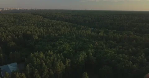 Drone flight over pine forest during sunset, clear blue sky Vídeos de archivo 135314029