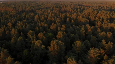 Drone flight over pine forest during colorful sunset Stock Footage 169498776