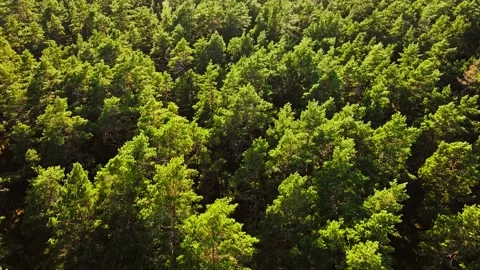 Drone Flight Over Pine Forest in Northern Europe During Warm Sunset Light 스톡 동영상 329533094