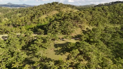 Drone Flight Over a Pine Hill and Green Grassland at Sunset in Da Lat Vidéo 343720055