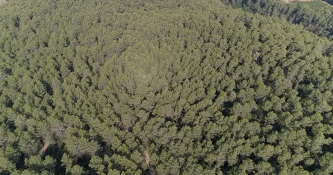 Drone flight over pine mediterranian forest Stock Footage 93394264