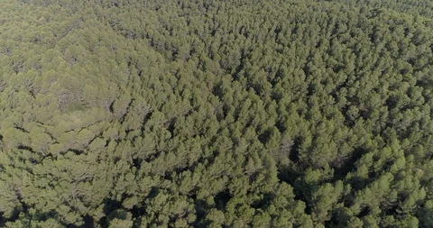 Drone flight over pine mediterranian forest Stock Footage 93394322