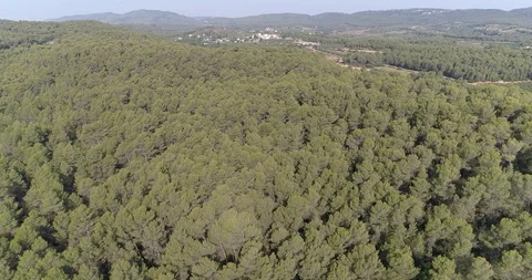 Drone flight over pine mediterranian forest Stock Footage 93394353
