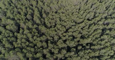 Drone flight over pine mediterranian forest Stock Footage 93394474