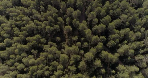 Drone flight over pine mediterranian forest Stock Footage 93394477